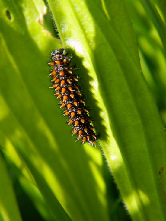 Melitaea da id.